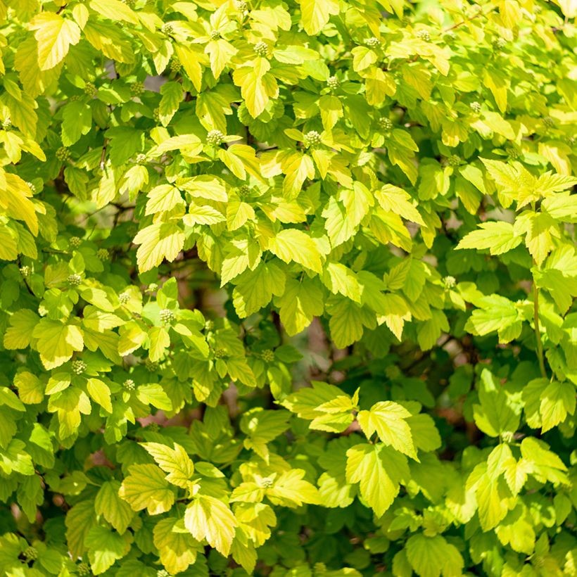 Physocarpus opulifolius Tiny Wine Gold (Follaje)