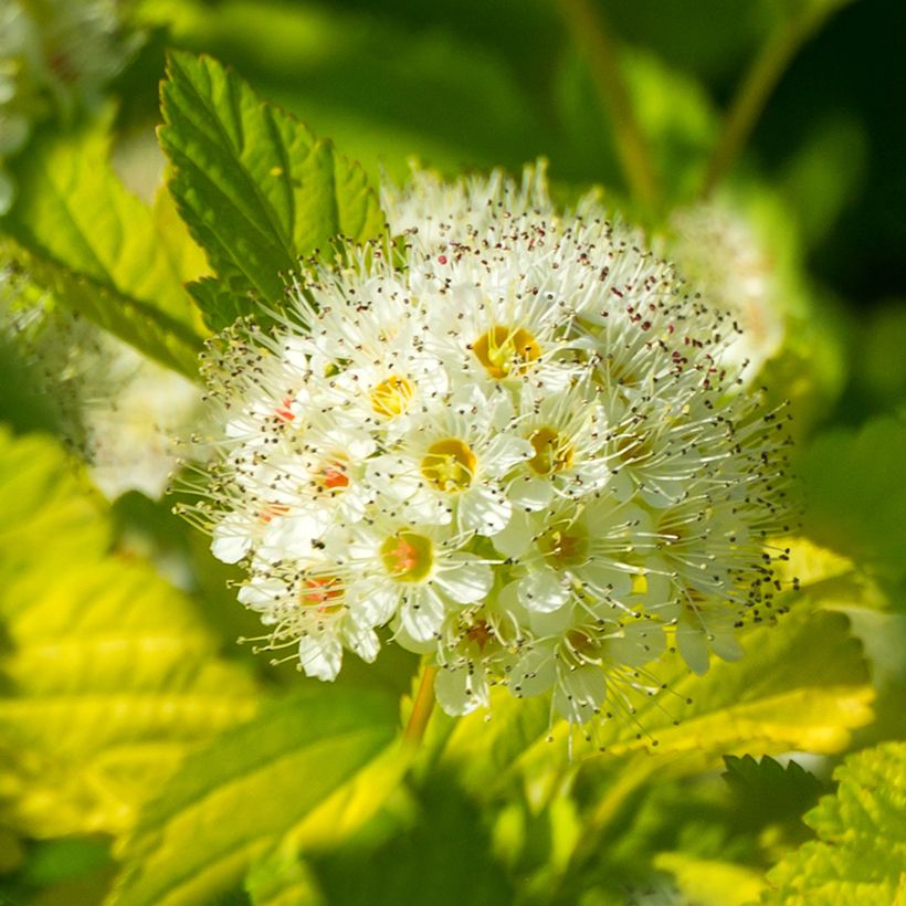 Physocarpus opulifolius Tiny Wine Gold (Floración)