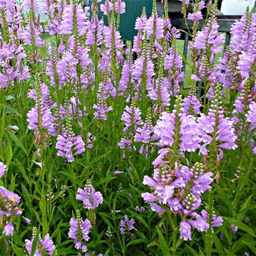 Physostegia virginiana Bouquet Rose (Floración)