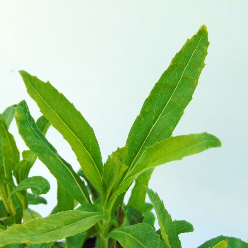 Physostegia virginiana Bouquet Rose (Follaje)