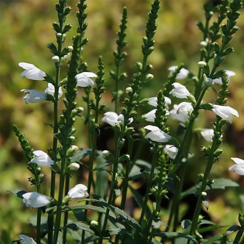 Physostegia virginiana Miss Manners (Floración)