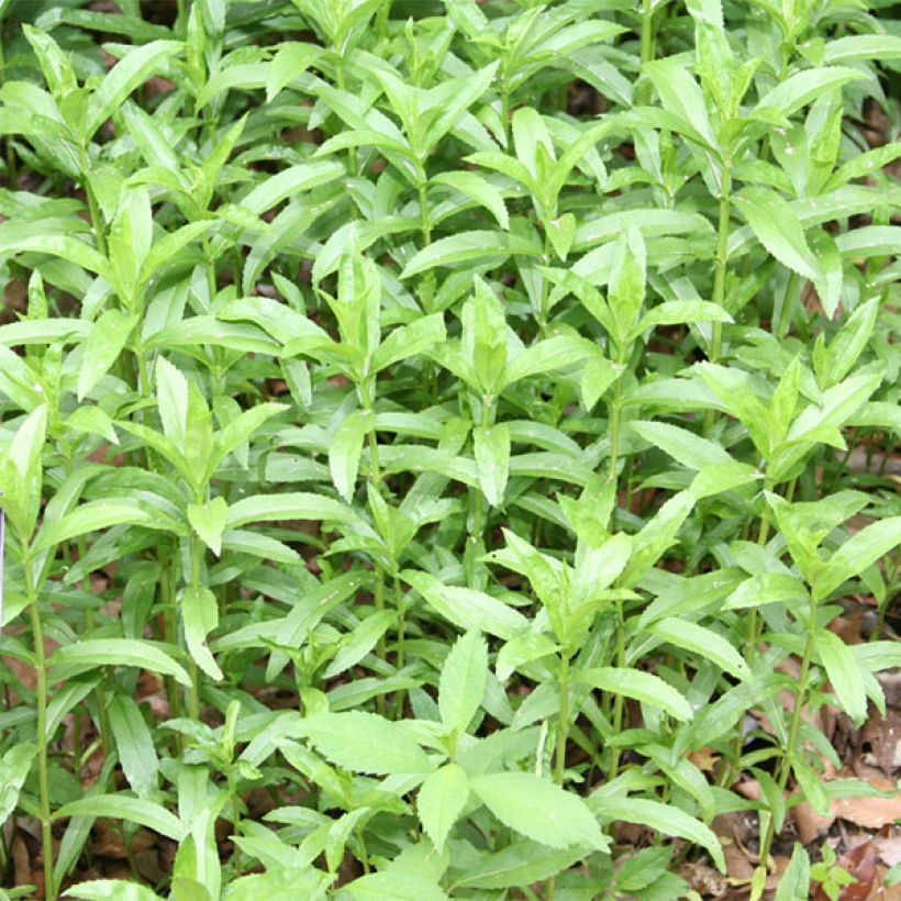 Physostegia virginiana Summer Snow (Follaje)