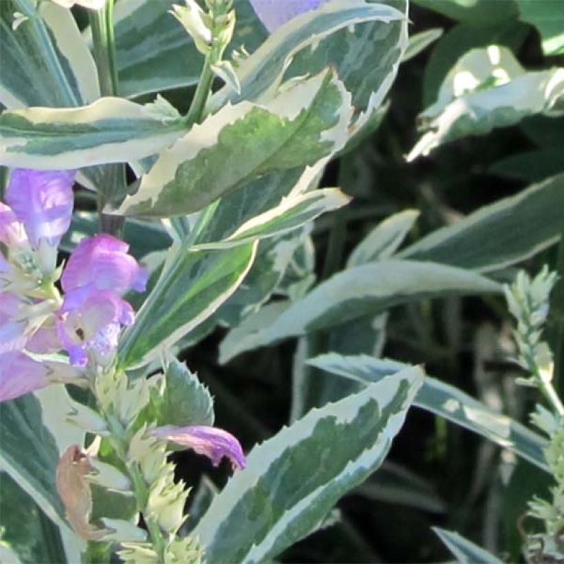 Physostegia virginiana Variegata (Follaje)