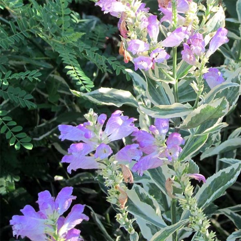 Physostegia virginiana Variegata (Floración)