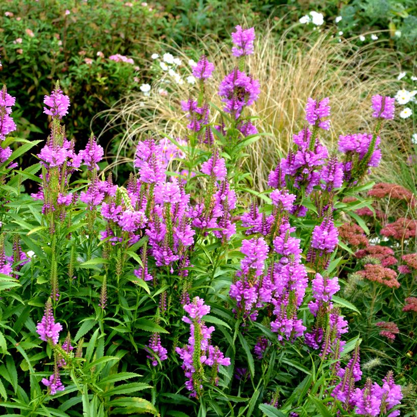 Physostegia virginiana Vivid (Porte)