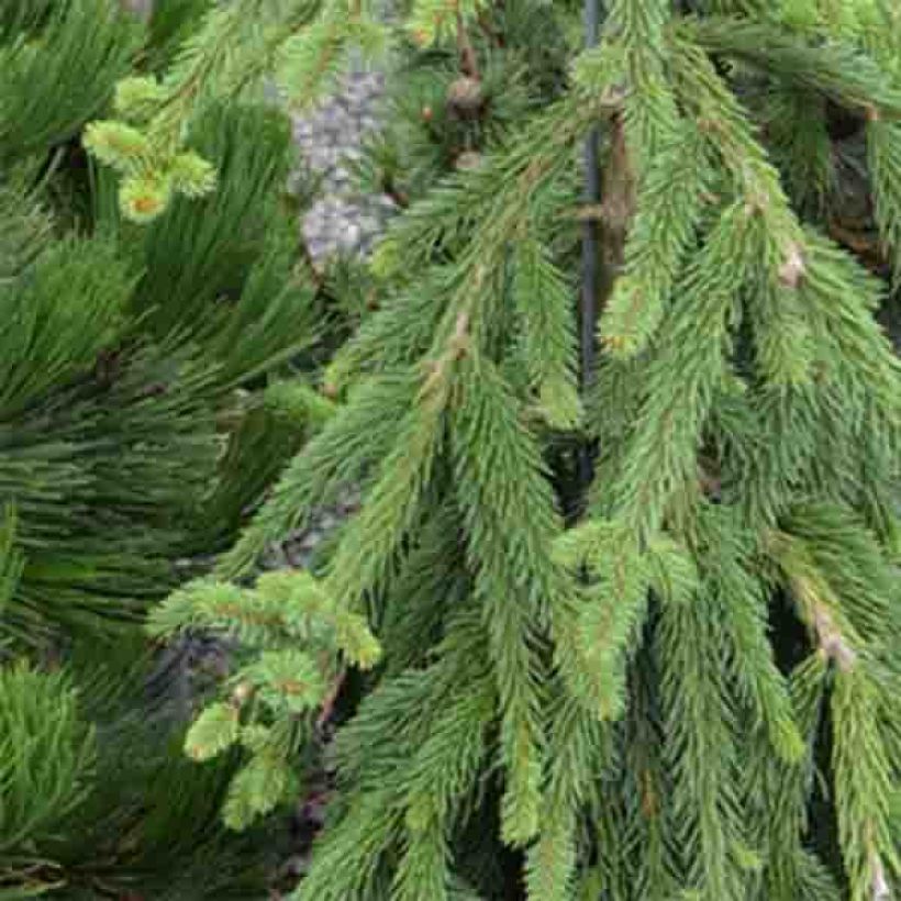 Picea abies Frohburg - Pícea común (Follaje)