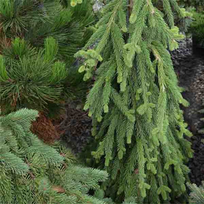 Picea abies Frohburg - Pícea común (Porte)