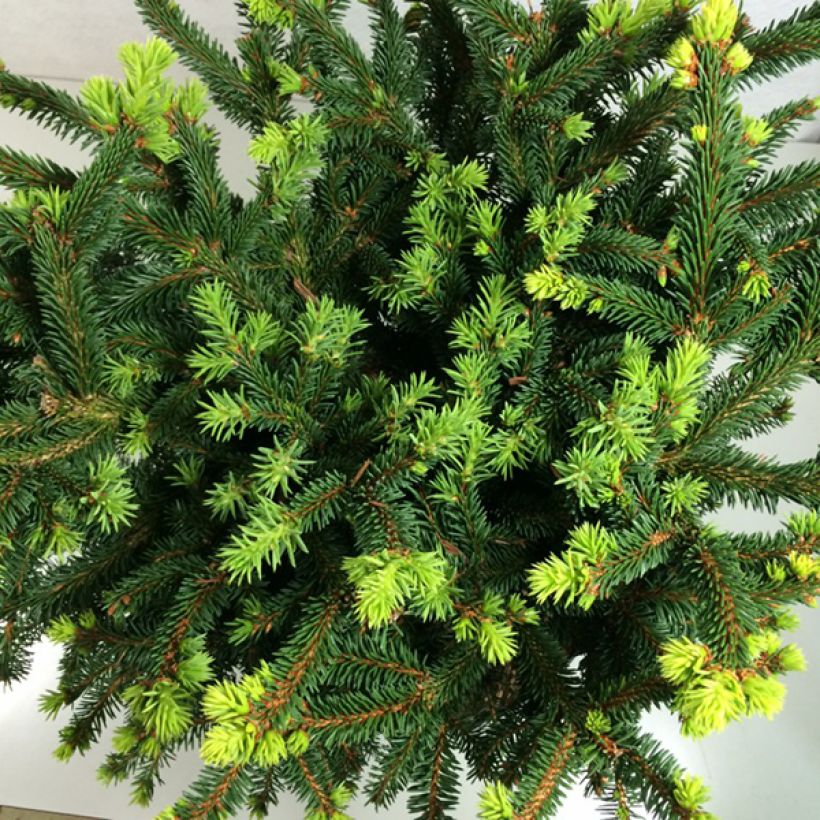 Picea abies Hana Subutus - Pícea común (Follaje)