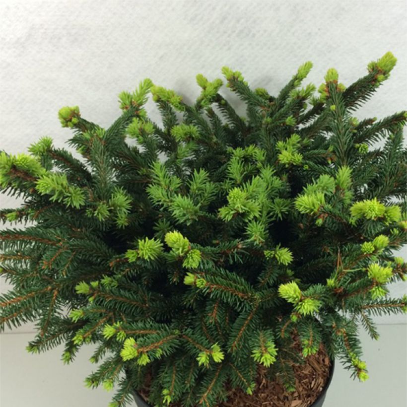 Picea abies Hana Subutus - Pícea común (Porte)