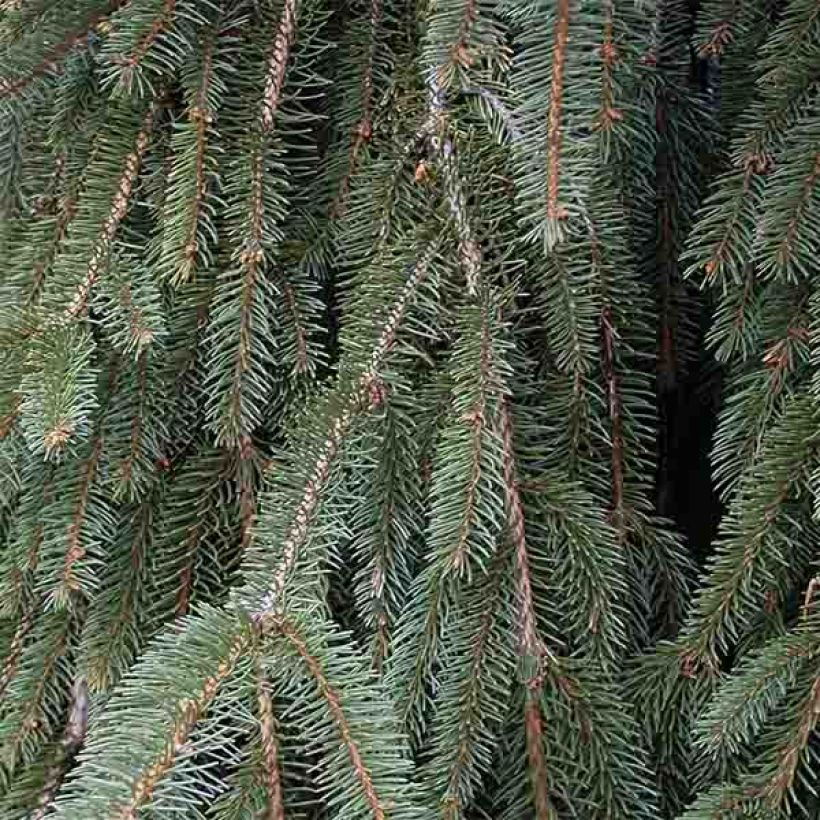 Picea abies Inversa - Pícea común (Follaje)