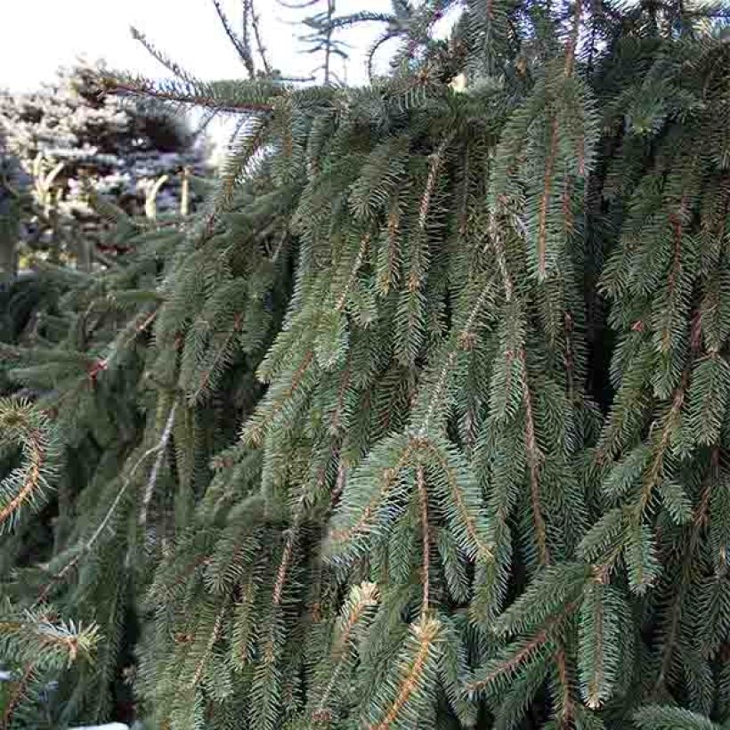 Picea abies Inversa - Pícea común (Porte)