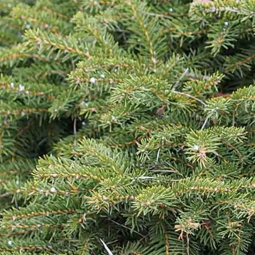 Picea abies Nidiformis - Pícea común (Follaje)