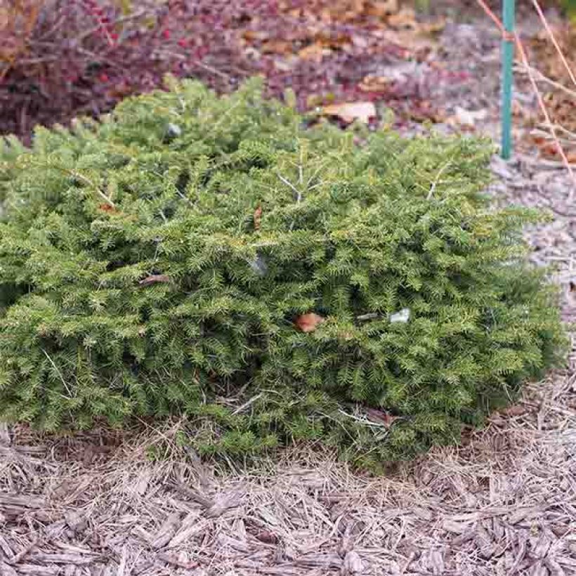 Picea abies Nidiformis - Pícea común (Porte)