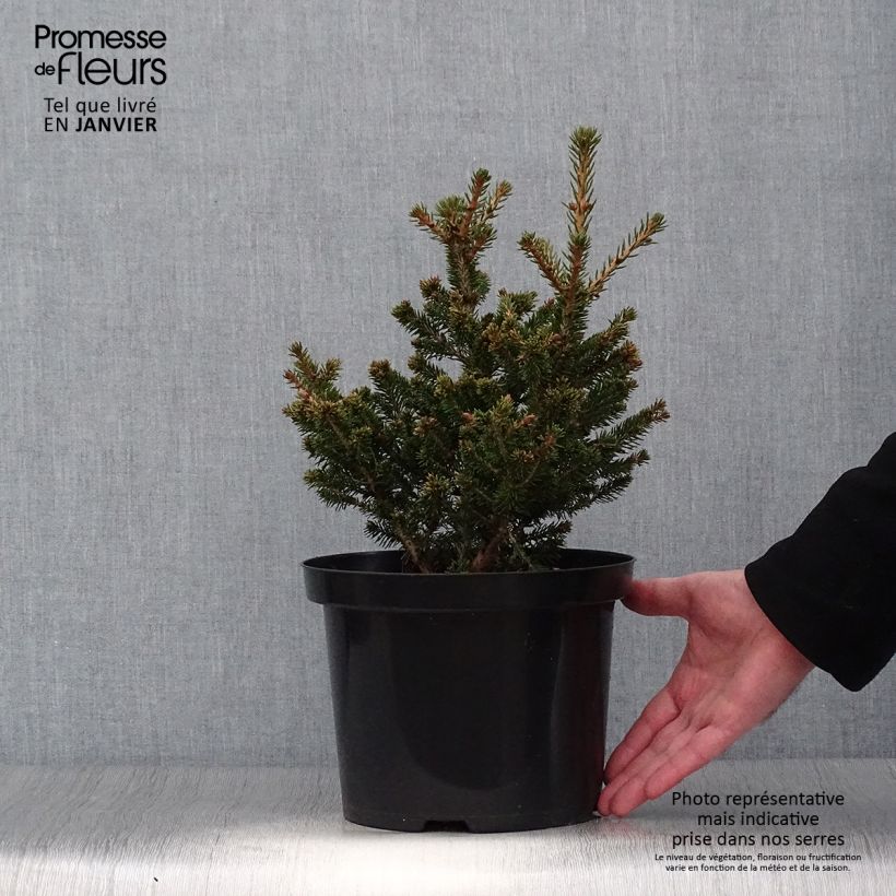 Picea abies Will's Zwerg - Épicéa commun en pot de 7,5L/10L Ejemplar entregado en invierno