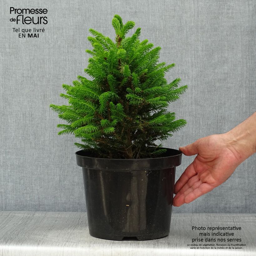 Picea abies Will's Zwerg - Pícea común Maceta 7,5L/10LAltura de entrega aprox. 40/50cm Ejemplar entregado en la primavera