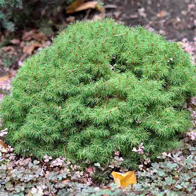 Picea glauca Alberta Globe - Pícea blanca (Porte)