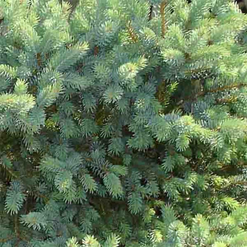 Picea glauca Cecilia - Pícea blanca (Follaje)