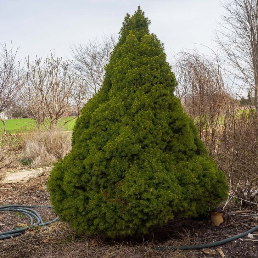 Picea glauca Conica - Pícea blanca (Porte)