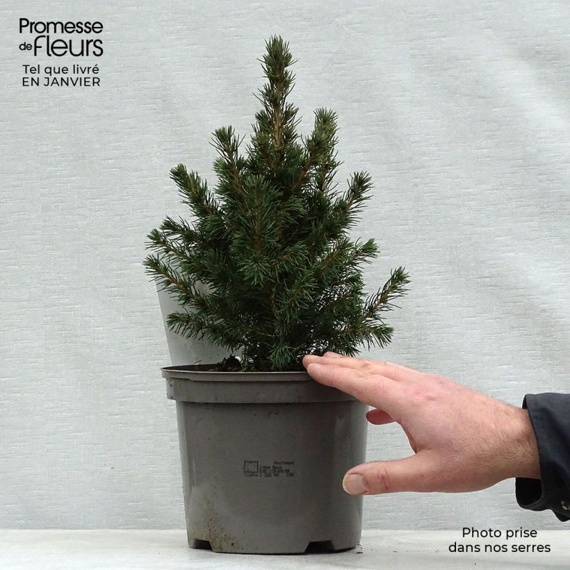 Epinette blanche - Picea glauca Conica en pot de 2/3L Ejemplar entregado en invierno