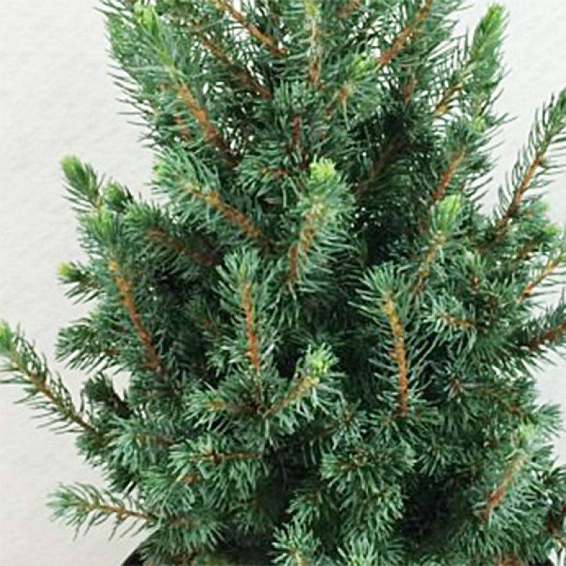 Picea glauca Conica Blue - Pícea blanca (Follaje)