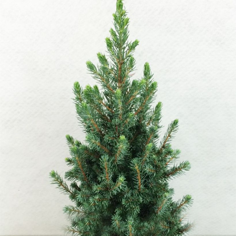 Picea glauca Conica Blue - Pícea blanca (Porte)