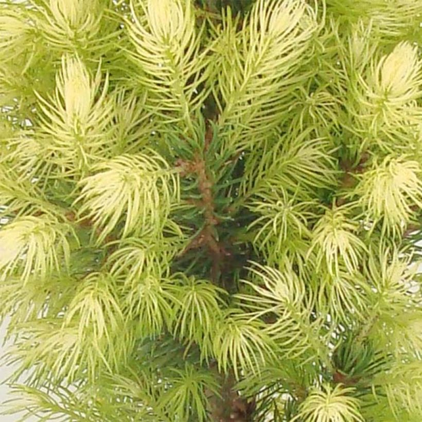 Picea glauca Daisy's White - Pícea blanca (Follaje)