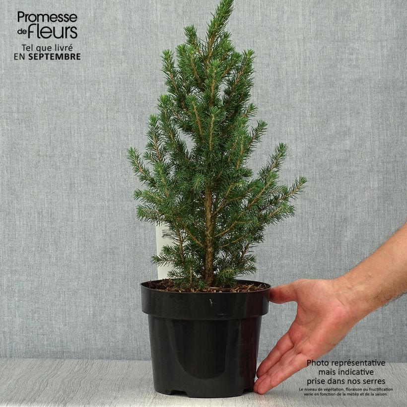 Ejemplar de Picea glauca December - Épinette blanche  Pot de 3L/4L entregado en otoño