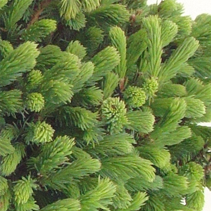 Picea glauca Echiniformis - Pícea blanca (Follaje)