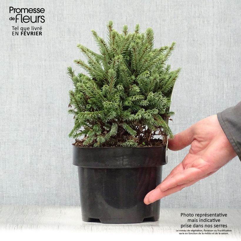 Picea glauca Echiniformis Echt - Epinette blanche                    Pot de 4L/5L Ejemplar entregado en invierno