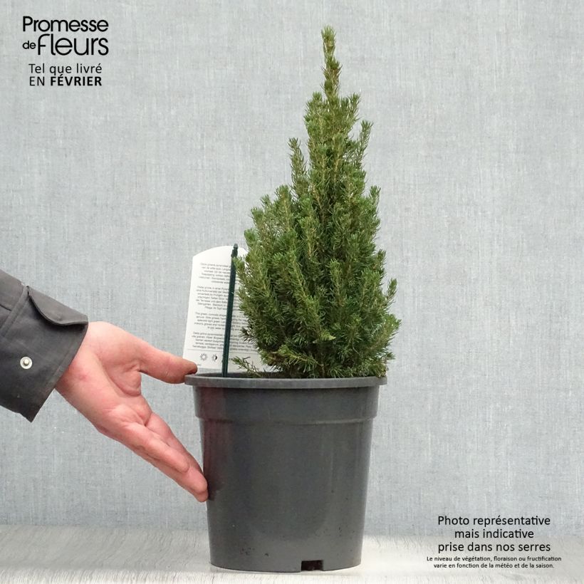 Picea glauca Laurin - Epinette blanche                              Pot de 3L/4L Ejemplar entregado en invierno