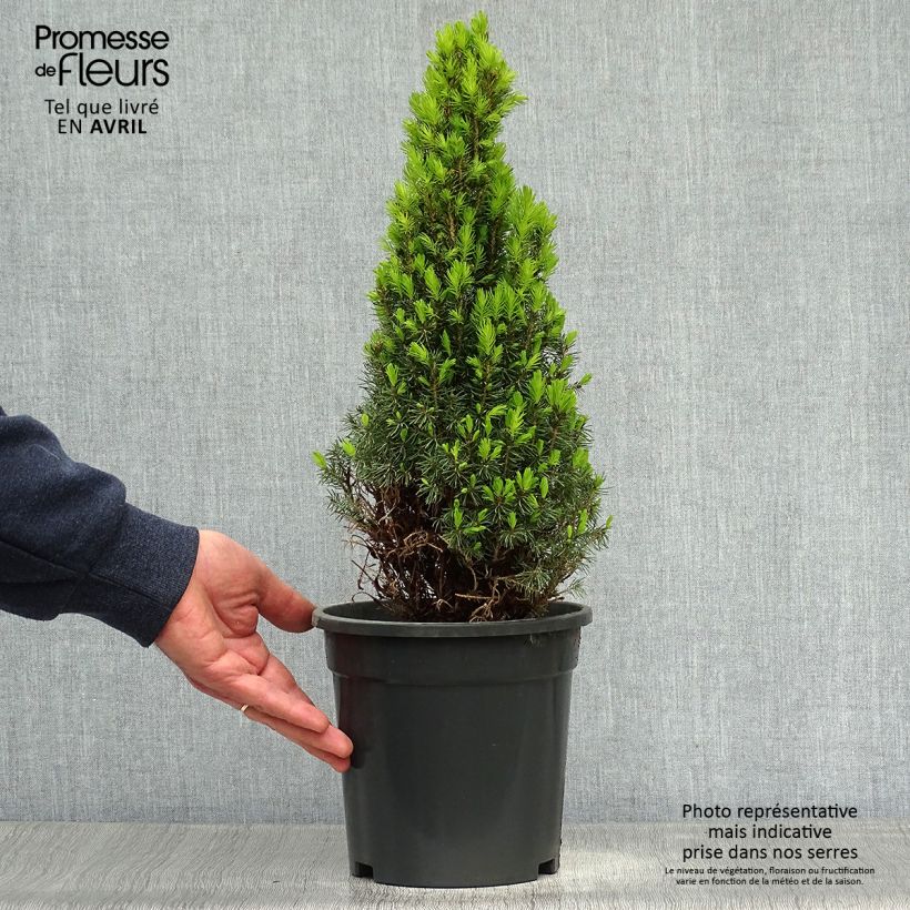 Picea glauca Laurin - Pícea blanca Maceta 3L/4LAltura de entrega aprox. 20/30cm Ejemplar entregado en la primavera