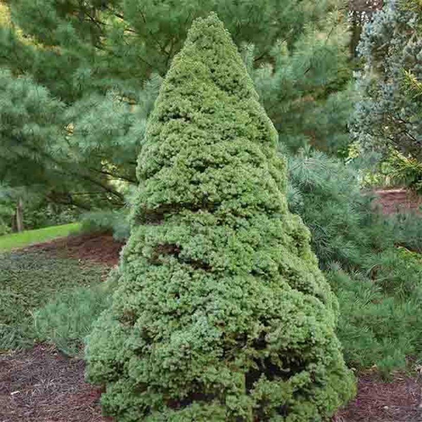 Picea glauca Rainbow's End - Pícea blanca (Porte)