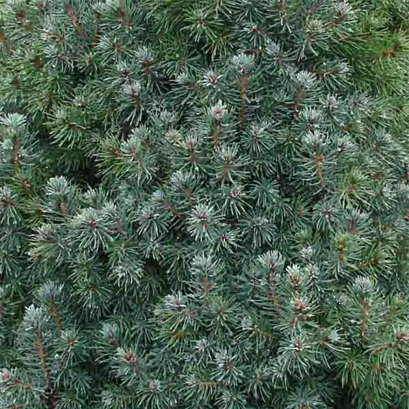 Picea glauca Sander's Blue - Pícea blanca (Follaje)