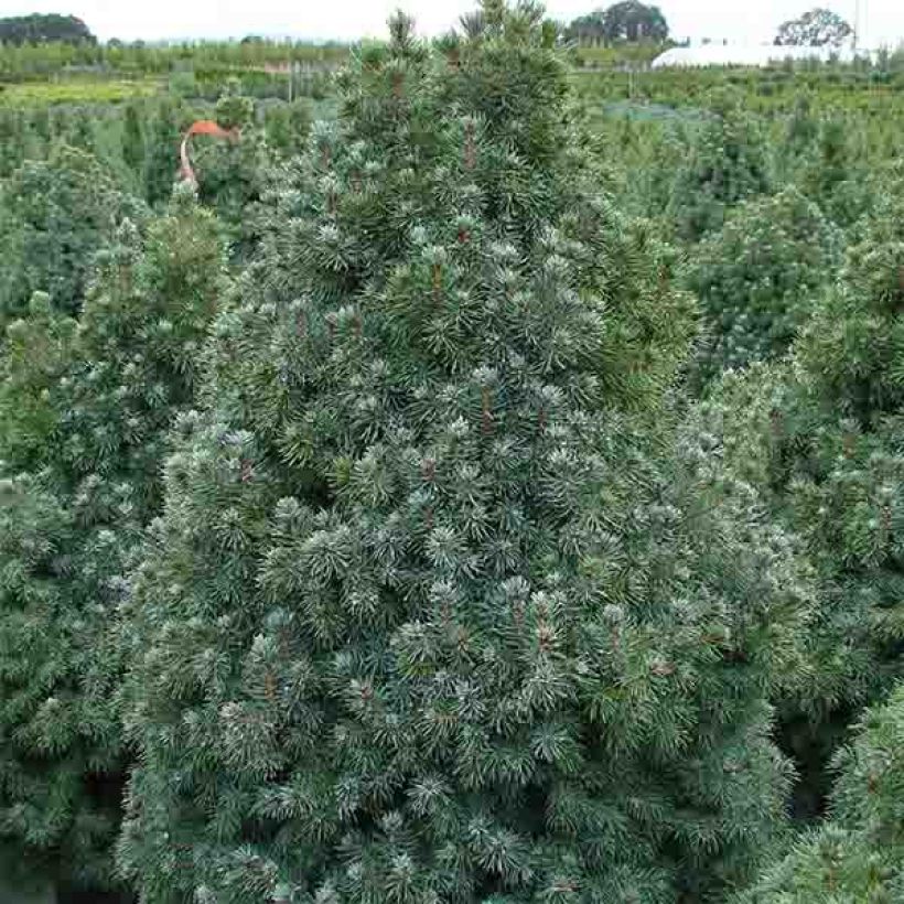 Picea glauca Sander's Blue - Pícea blanca (Porte)