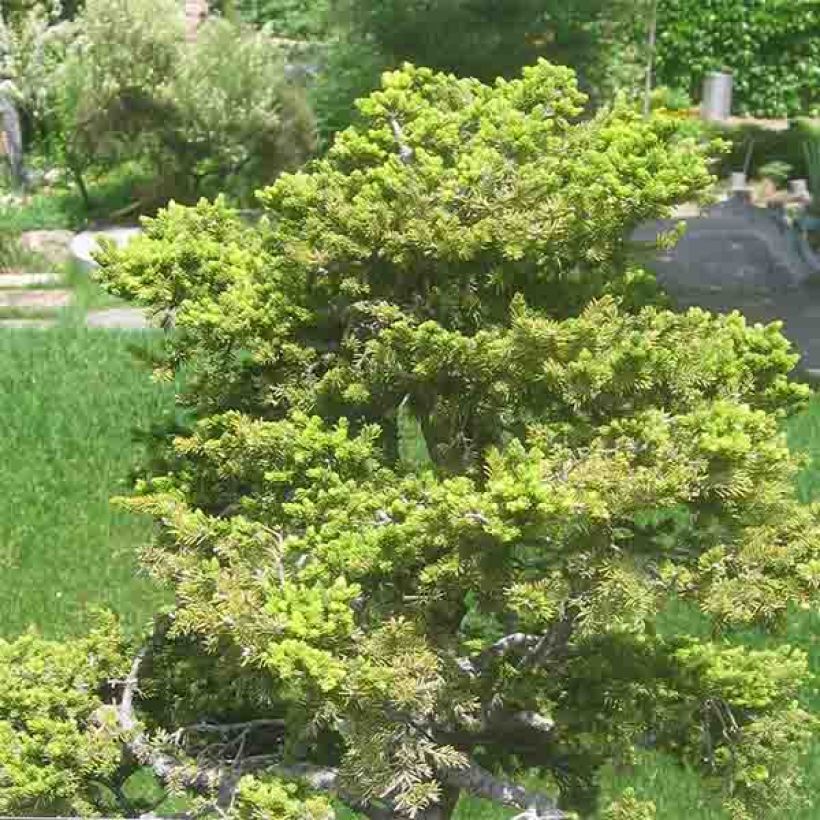 Picea jezoensis var. hondoensis (Porte)