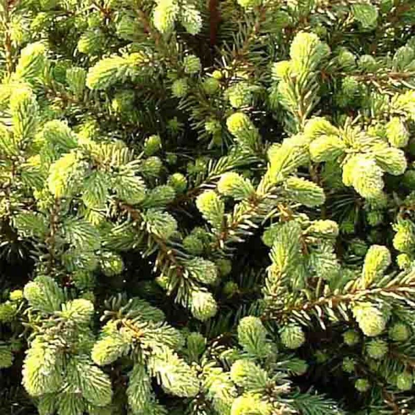 Picea mariana Nana - Abeto negro (Follaje)