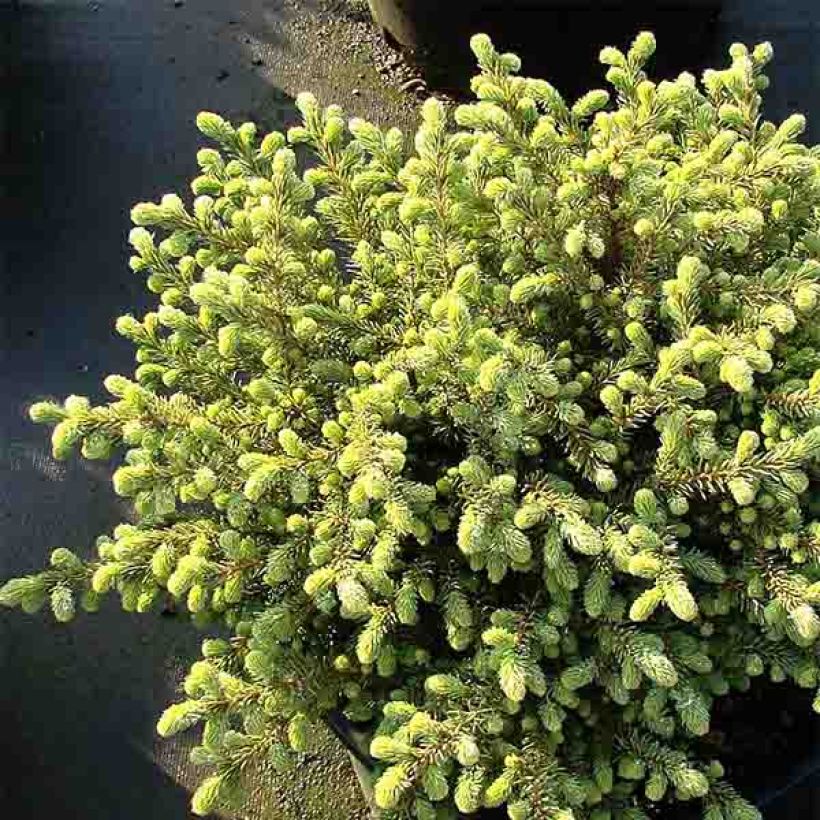 Picea mariana Nana - Abeto negro (Porte)