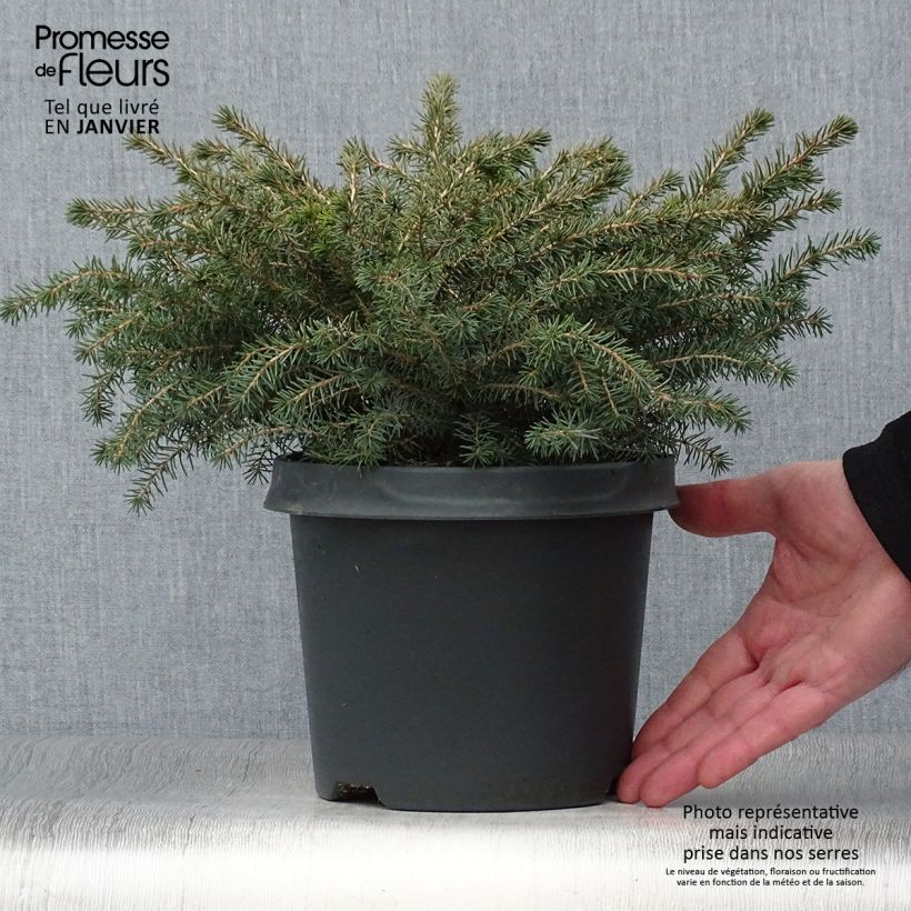 Picea mariana Nana - Epinette noire                               Pot de 2L/3L Ejemplar entregado en invierno