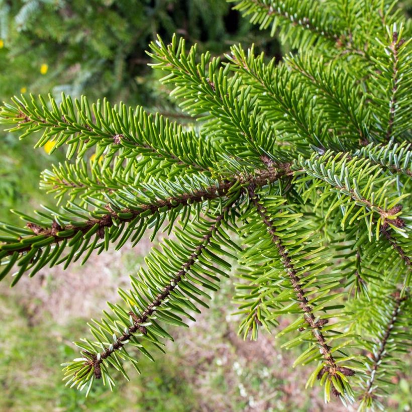 Picea omorika - Pícea de Serbia (Follaje)