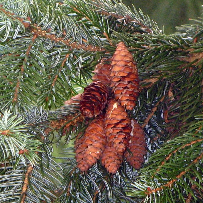 Picea omorika - Pícea de Serbia (Cosecha)