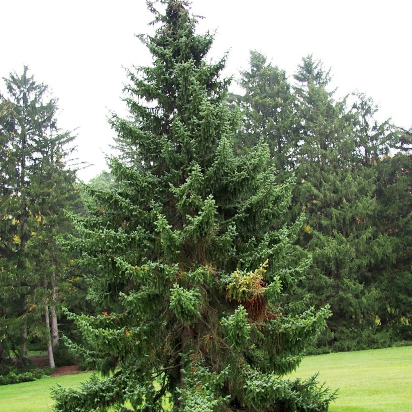 Picea omorika - Pícea de Serbia (Porte)