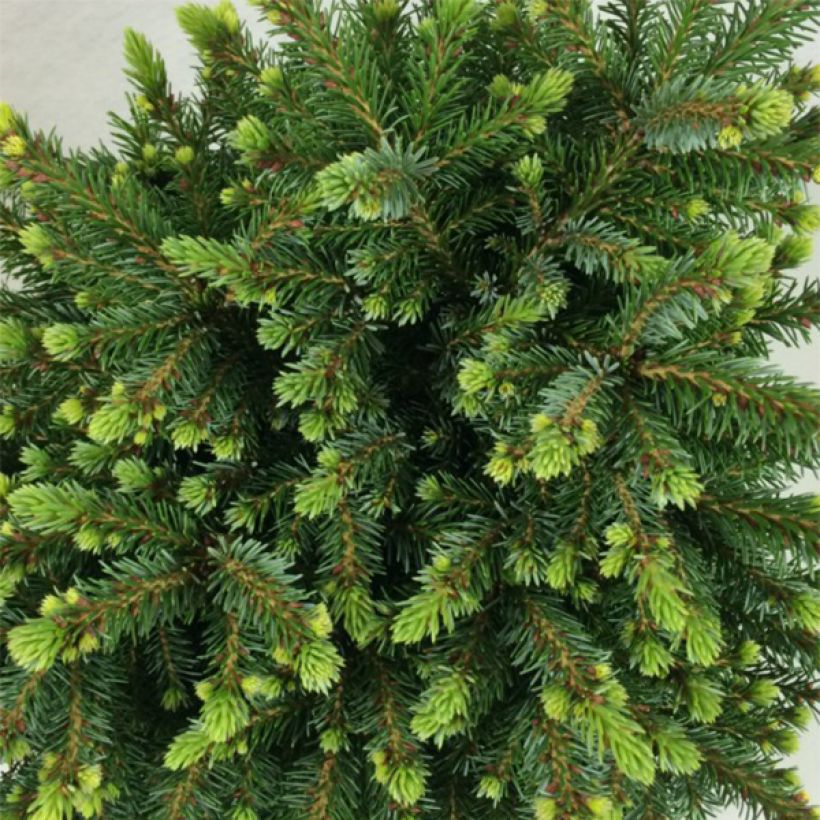 Picea omorika Beskid - Pícea de Serbia (Follaje)