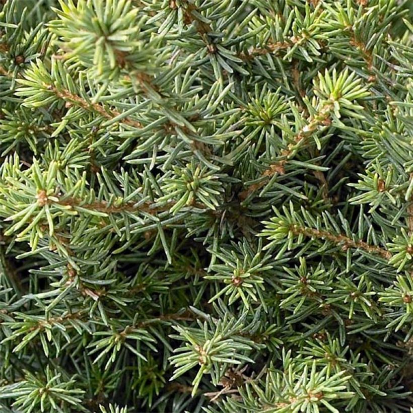 Picea omorika Karel - Pícea de Serbia (Follaje)