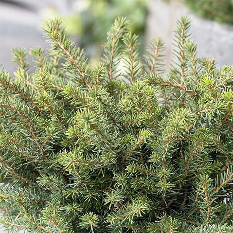 Picea omorika Karel - Pícea de Serbia (Porte)