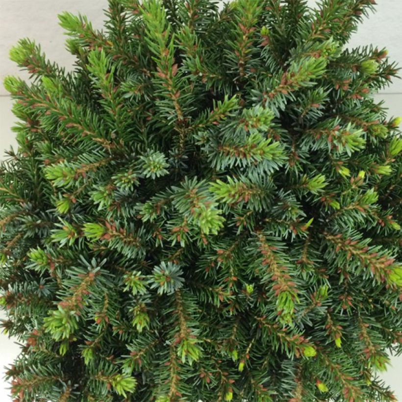 Picea omorika Morava - Pícea de Serbia (Follaje)