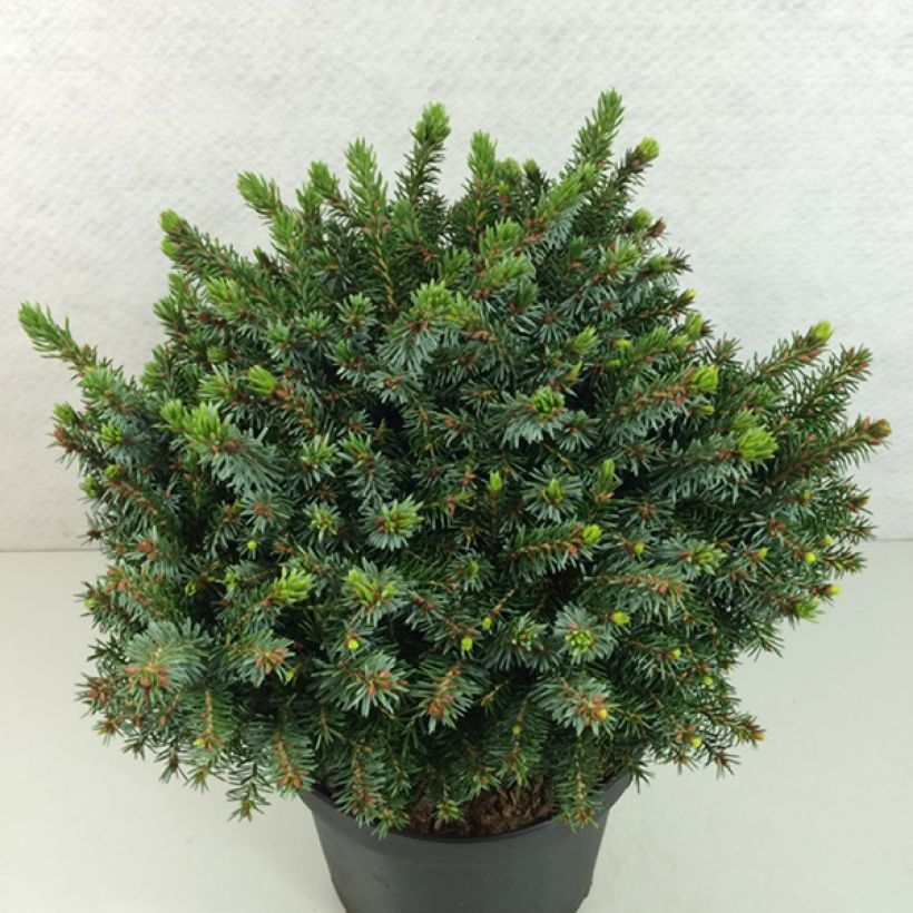 Picea omorika Morava - Pícea de Serbia (Porte)