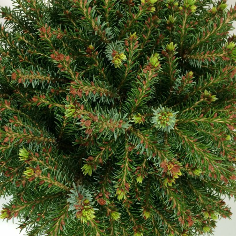 Picea omorika Treblitzsch - Pícea de Serbia (Follaje)