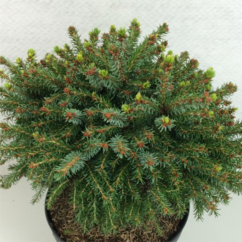 Picea omorika Treblitzsch - Pícea de Serbia (Porte)