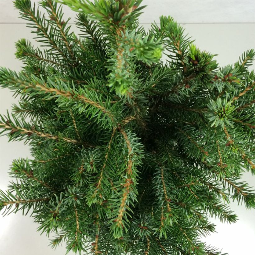 Picea omorika Wodan - Pícea de Serbia (Follaje)