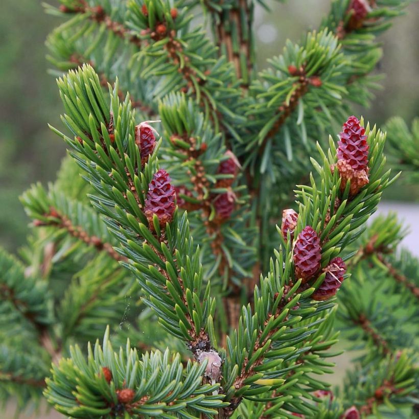 Picea omorika Nana - Pícea de Serbia (Follaje)